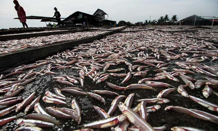 Meski Pandemi Covid-19, Produsen Ikan Kering di Aceh Masih Mampu Ekspor Ke Malaysia