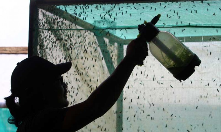 Budidaya Lalat Tentara Hitam Untuk Mengurai Sampah Organik