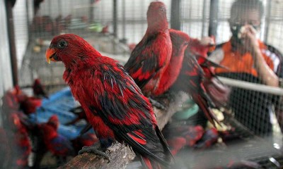 BKSDA Berhasil Gagalkan Penyelundupan 211 Ekor Burung Nuri Merah Maluku di Makassar