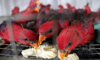 BKSDA Berhasil Gagalkan Penyelundupan 211 Ekor Burung Nuri Merah Maluku di Makassar