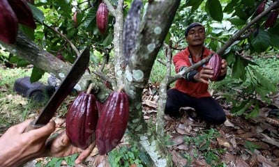 Kebun Kakao di Perkebunan kakao Pasir Ucing Jawa Barat Terlantar AKibat Covid-19