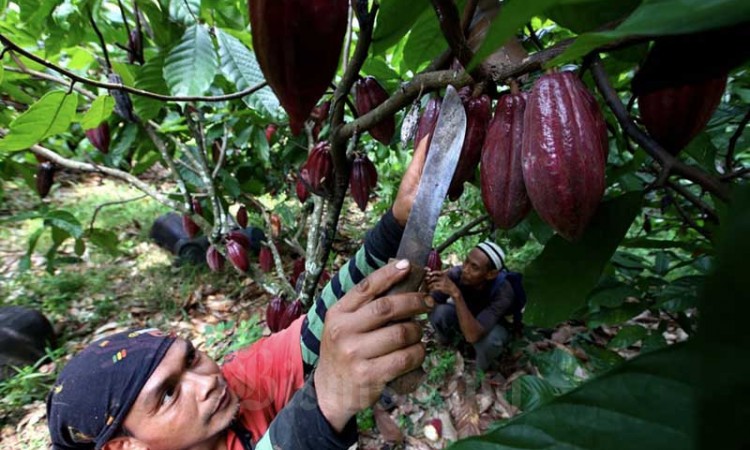 Kebun Kakao di Perkebunan kakao Pasir Ucing Jawa Barat Terlantar AKibat Covid-19