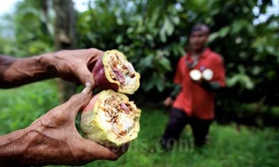 Kebun Kakao di Perkebunan kakao Pasir Ucing Jawa Barat Terlantar AKibat Covid-19