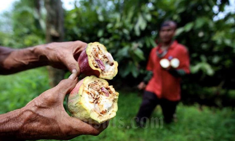 Kebun Kakao di Perkebunan kakao Pasir Ucing Jawa Barat Terlantar AKibat Covid-19