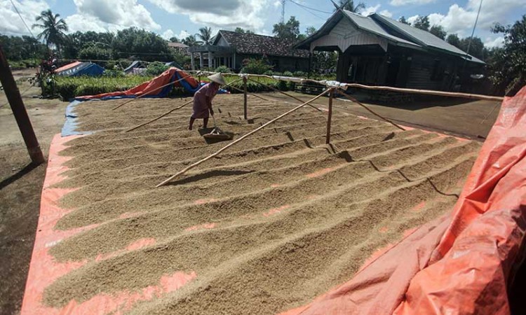 Presiden Joko Widodo Akan Membangun Food Estate di Kalteng Pada 2021