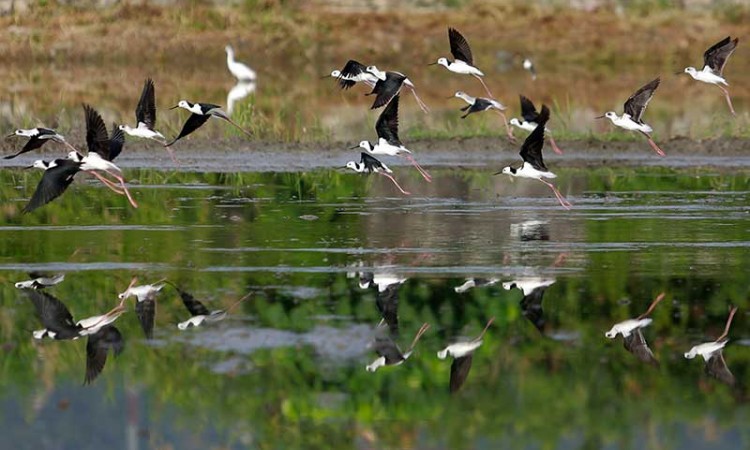 Migrasi Burung Gagang Bayam Timur di Gorontalo