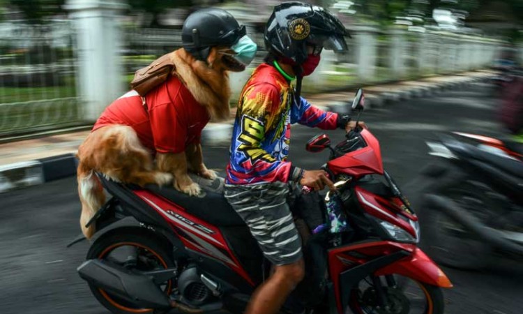 Anjing di Tasikmalaya Jawa Barat Lakukan Edukasi Protokol Kesehatan Kepada Warga