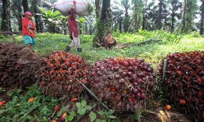 Harga Minyak Kelapa Sawit Catatkan Kenaikan Tertinggi Dalam Delapan Bulan Terakhir