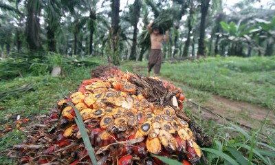 Harga Minyak Kelapa Sawit Catatkan Kenaikan Tertinggi Dalam Delapan Bulan Terakhir