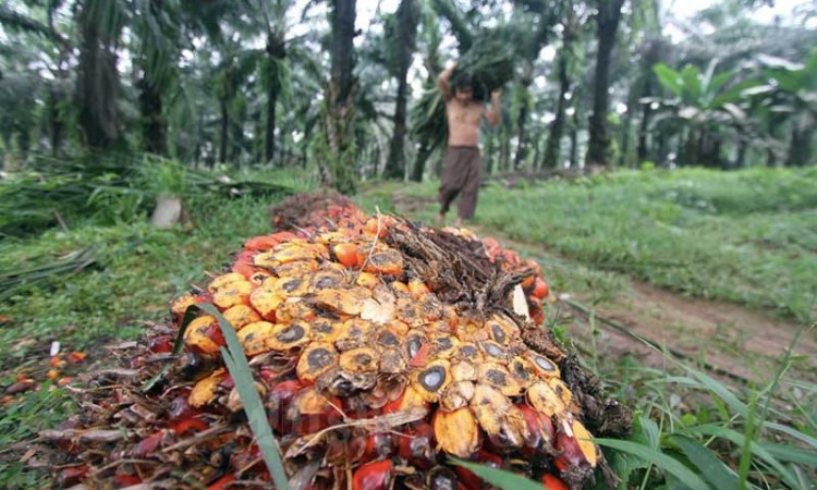 Harga Minyak Kelapa Sawit Catatkan Kenaikan Tertinggi Dalam Delapan Bulan Terakhir