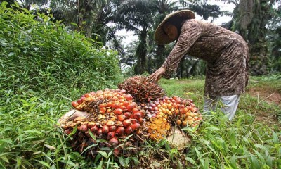 Harga Minyak Kelapa Sawit Catatkan Kenaikan Tertinggi Dalam Delapan Bulan Terakhir