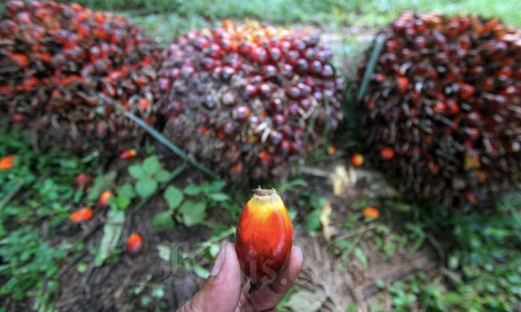 Harga Minyak Kelapa Sawit Catatkan Kenaikan Tertinggi Dalam Delapan Bulan Terakhir