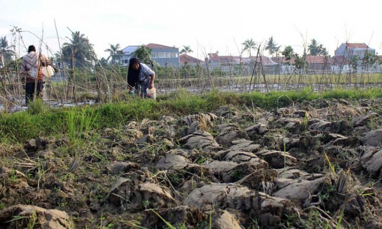 Produksi Beras Berkurang Akibat Kekeringan Yang Melanda Sejumlah Daerah di Sumatra Barat