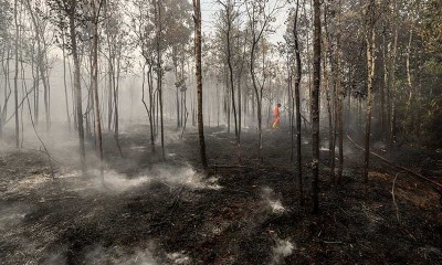 Cuaca Panas Dan Angin Kencang Sebabkan Kebakaran Hutan di Kawasan Bandara Hang Nadim, Batam