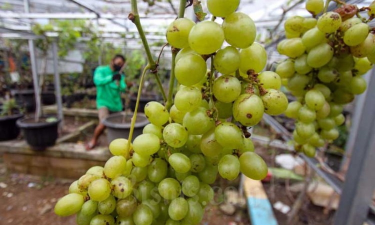 Grapes Community Membudidayakan 90 Jenis Anggur di Jakarta Timur