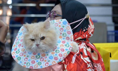 Wujudkan Kota Ramah Kucing, Kota Banda Aceh Gelar Kontes Kucing