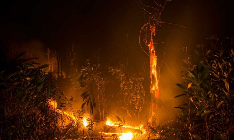 Hutan Lindung PT Chevron Pacific Indonesia di Riau Terbakar