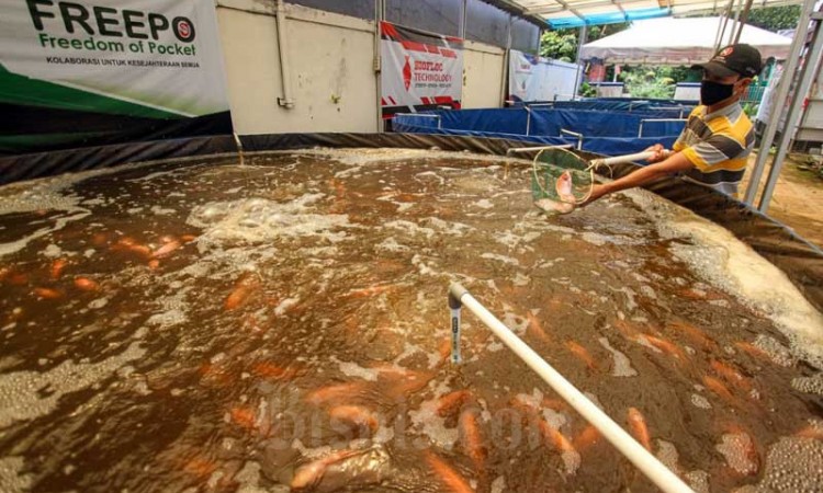 Budi Daya Ikan Dengan Sistem Bioflok Diklaim Mengurangi Kematian Ikan Karena Kualitas Air