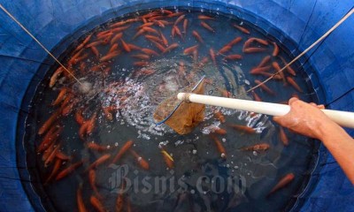 Budi Daya Ikan Dengan Sistem Bioflok Diklaim Mengurangi Kematian Ikan Karena Kualitas Air