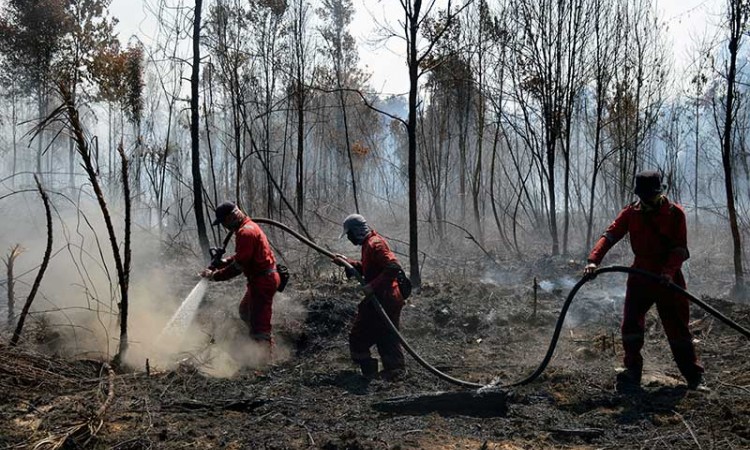 100 Hektare Lahan di Riau Terbakar Akibat Musim Kemarau