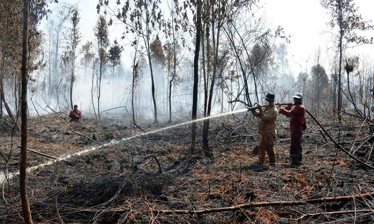 100 Hektare Lahan di Riau Terbakar Akibat Musim Kemarau