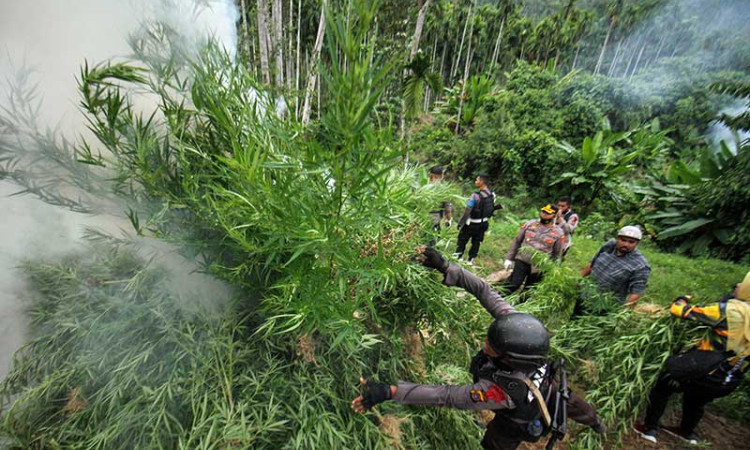 Aparat Gabungan Musnahkan Ladang Ganja Seluas 5 Hektare di Aceh