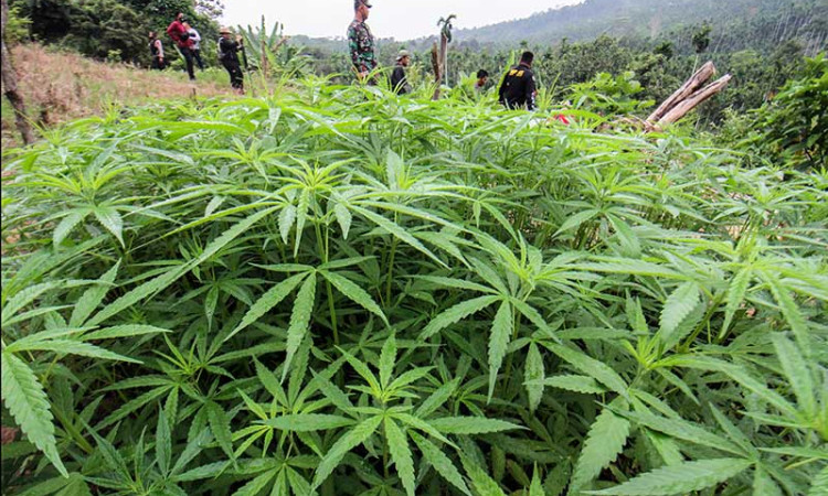 Aparat Gabungan Musnahkan Ladang Ganja Seluas 5 Hektare di Aceh