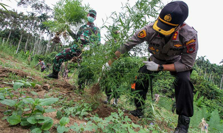 Aparat Gabungan Musnahkan Ladang Ganja Seluas 5 Hektare di Aceh