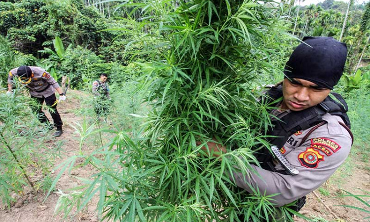 Aparat Gabungan Musnahkan Ladang Ganja Seluas 5 Hektare di Aceh