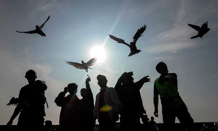 Latihan Terbang Burung Paruh Bengkok di Depok Jawa Barat