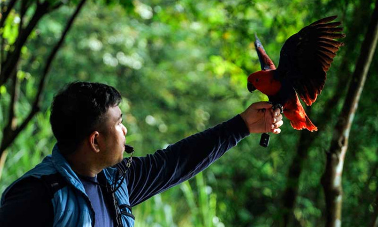 Latihan Terbang Burung Paruh Bengkok di Depok Jawa Barat