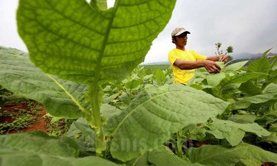 Komisi XI DPR RI Meminta Pemerintah Untuk Mendorong Industri Tembakau Berbasis Riset