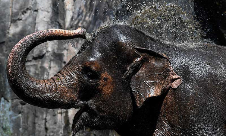 Taman Margasatwa Ragunan Kembali Dibuka Untuk Umum