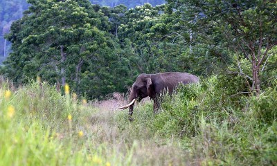 BKSDA Aceh Kerahkan Tiga Ekor Gajah Jinak Untuk Menggiring Gajah Liar Agar Tidak Masuki Permukiman