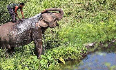 BKSDA Aceh Kerahkan Tiga Ekor Gajah Jinak Untuk Menggiring Gajah Liar Agar Tidak Masuki Permukiman