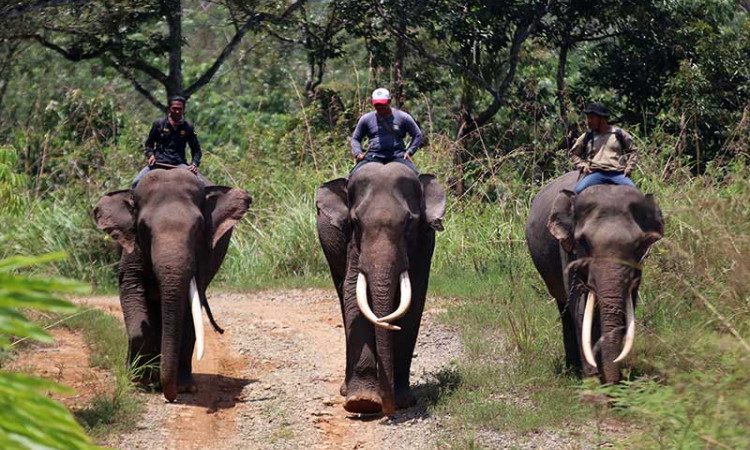 Kurangi Konflik Gajah Dengan Manusia, BKSDA Aceh Lakukan Patroli Gajah Liar