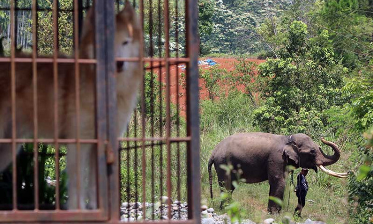 Kurangi Konflik Gajah Dengan Manusia, BKSDA Aceh Lakukan Patroli Gajah Liar
