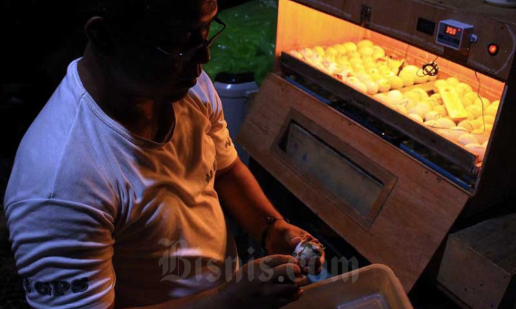 Usaha Penetasan Telur Bebek Dengan Sistem Inkubator