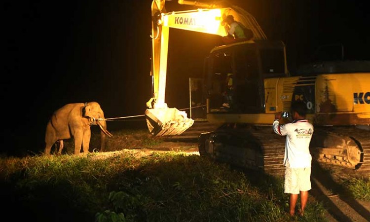 Tim BKSDA Aceh Gunakan Alat Berat saat Memindahkan Gajah Liar Yang Tertangkap