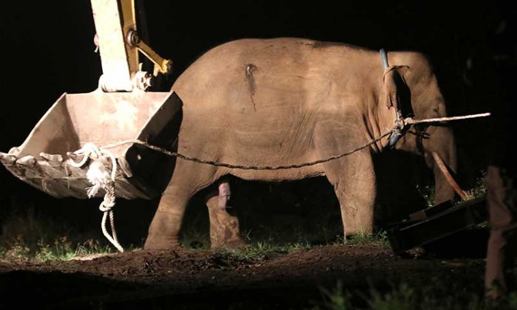 Tim BKSDA Aceh Gunakan Alat Berat saat Memindahkan Gajah Liar Yang Tertangkap