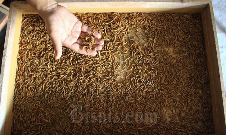 Potensi Usaha Budidaya Ulat Hongkong di Padang