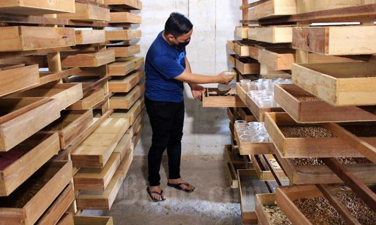 Potensi Usaha Budidaya Ulat Hongkong di Padang
