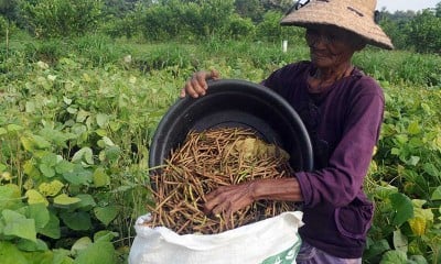 Permintaan Kacang Hijau Meningkat Jelang Bulan Puasa