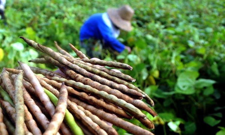 Permintaan Kacang Hijau Meningkat Jelang Bulan Puasa