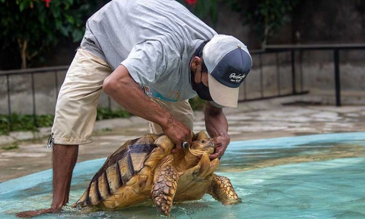 Pengembangbiakan Kura-Kura Sulcata Asal Afrika di Palembang