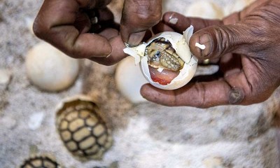 Pengembangbiakan Kura-Kura Sulcata Asal Afrika di Palembang