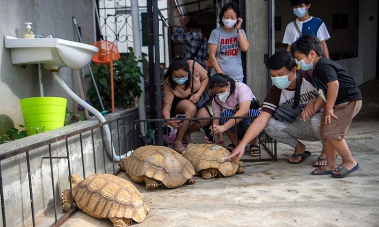 Pengembangbiakan Kura-Kura Sulcata Asal Afrika di Palembang