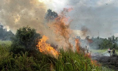 Kebakaran Hutan di Riau Hanguskan 10 Hektare Lahan