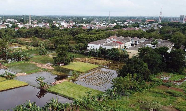 Alih Fungsi Lahan Sawah di Indonesia Mencapai 150.000 Hektare Setiap Tahun