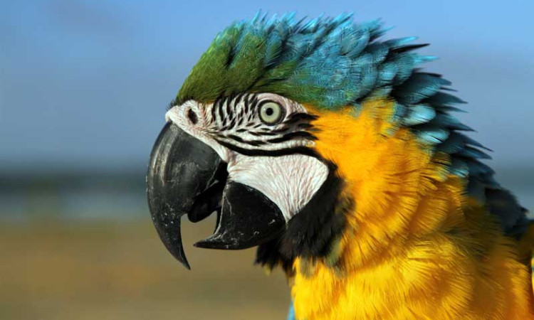 Ngabuburit Bersama Komunitas Free Fly Burung Macaw